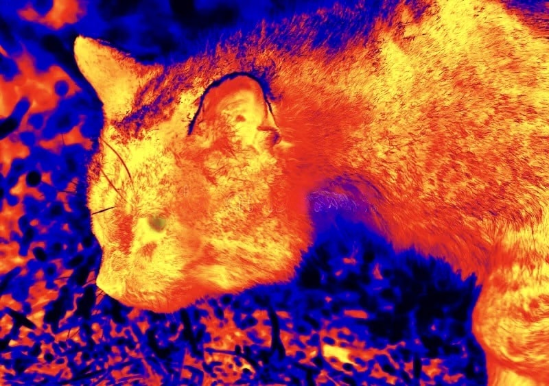 Ricerca gatto smarrito Roma